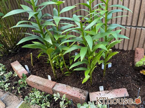 ユリ 植えた場所・花壇 2025/11/8