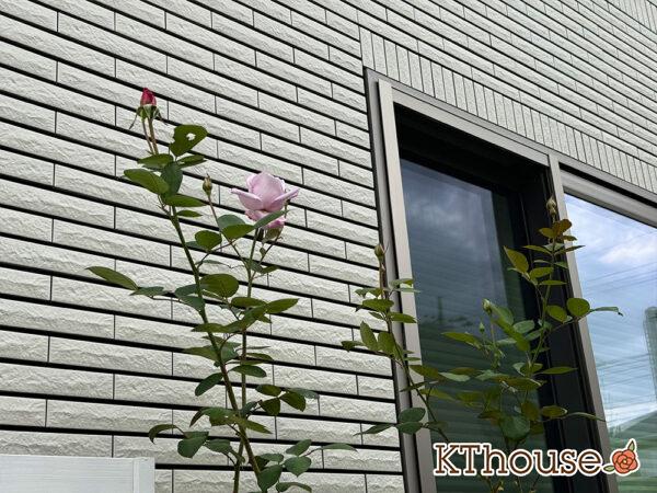 バラ・ブルームーン(rose blue moon) 2024/11/12