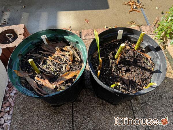 百合ゆり ユリ リリー 鉢植え 黄色 2025/11/10