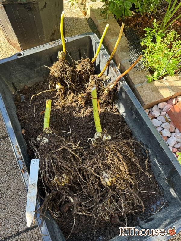 百合ゆり ユリ リリー 鉢植え 黄色① 2025/11/10