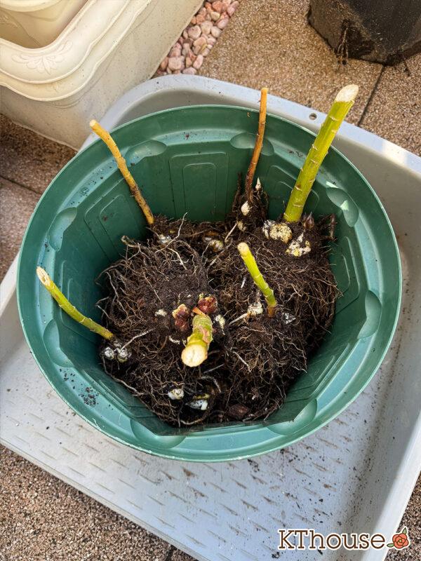 百合ゆり ユリ リリー 鉢植え 黄色① 2025/11/10