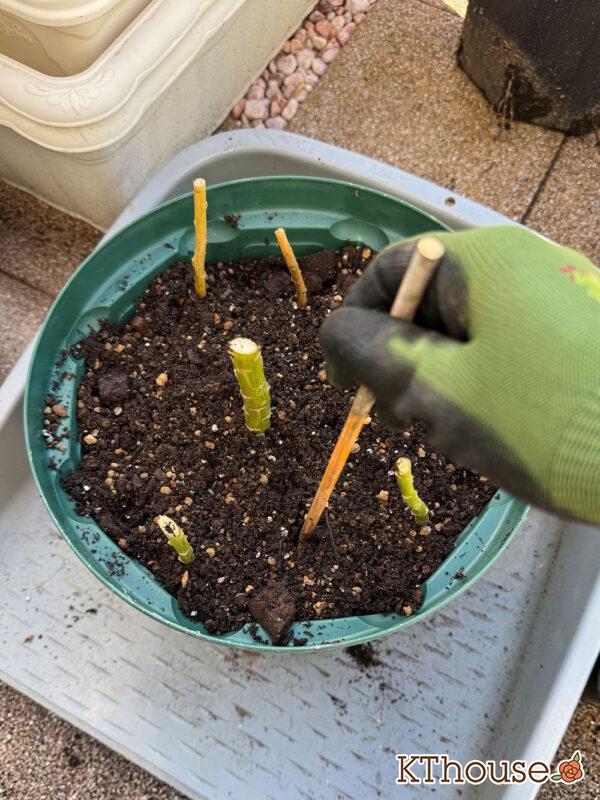 百合ゆり ユリ リリー 鉢植え 黄色① 2025/11/10