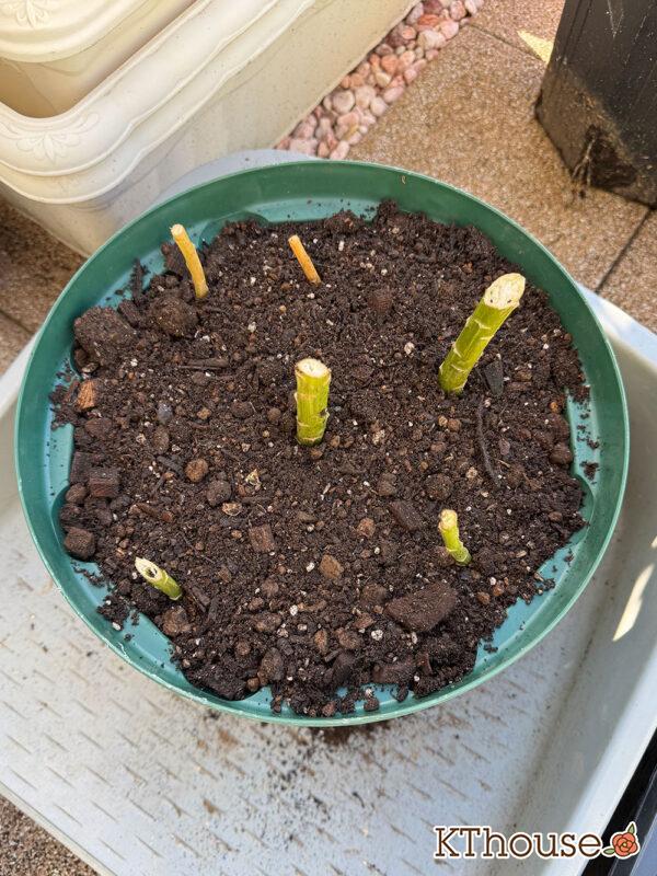 百合ゆり ユリ リリー 鉢植え 黄色① 2025/11/10