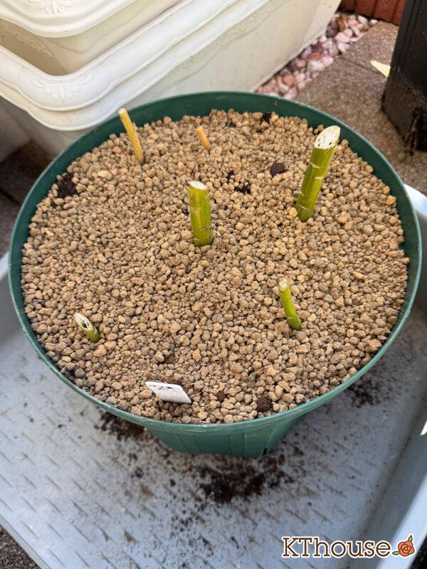 百合ゆり ユリ リリー 鉢植え 黄色① 2025/11/10