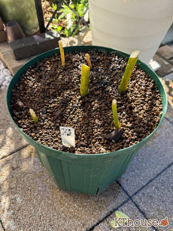 百合ゆり ユリ リリー 鉢植え 黄色① 2025/11/10