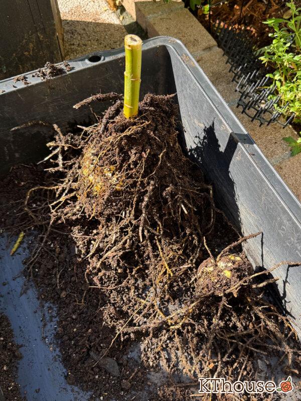 百合ゆり ユリ リリー 鉢植え 黄色② 2025/11/10(大2)