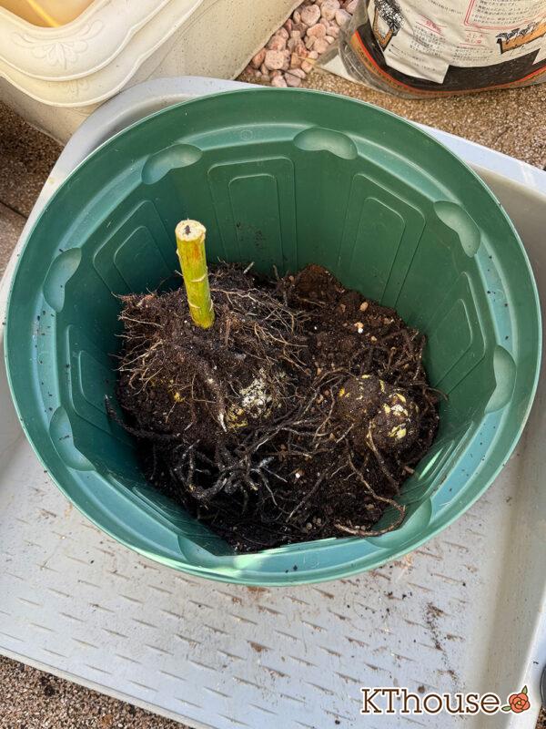 百合ゆり ユリ リリー 鉢植え 黄色② 2025/11/10(大2)