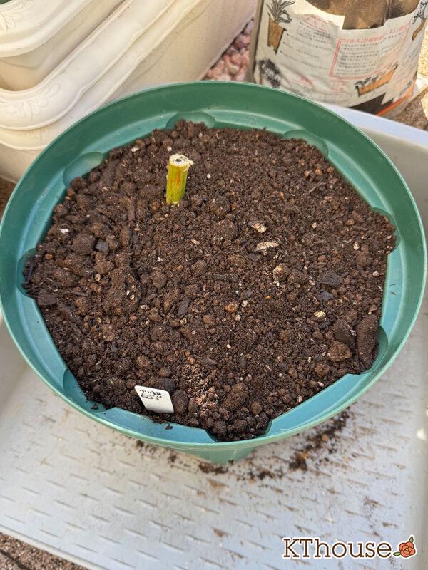 百合ゆり ユリ リリー 鉢植え 黄色② 2025/11/10(大2)