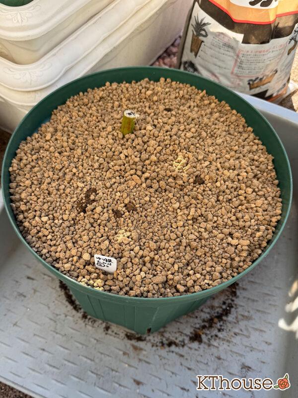 百合ゆり ユリ リリー 鉢植え 黄色② 2025/11/10(大2)