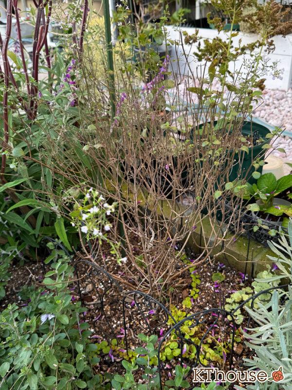 カラミンサ・ネペタ(Calamintha nepeta) 2024/11/12