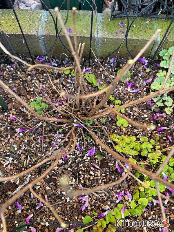 カラミンサ・ネペタ(Calamintha nepeta) 2024/11/12