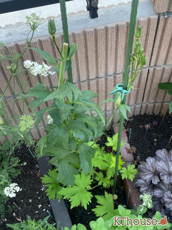 デルフィニウムF1オーロラ・ブルーインプ 2024/5/17