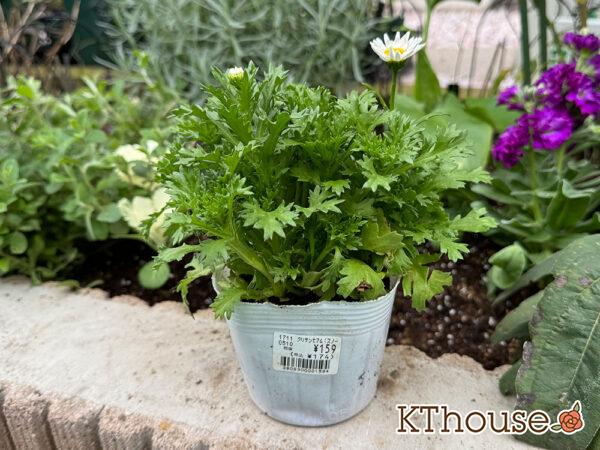 クリサンセマム(ノースポール/Chrysanthemum)2024/11/16