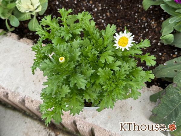 クリサンセマム(ノースポール/Chrysanthemum)2024/11/16