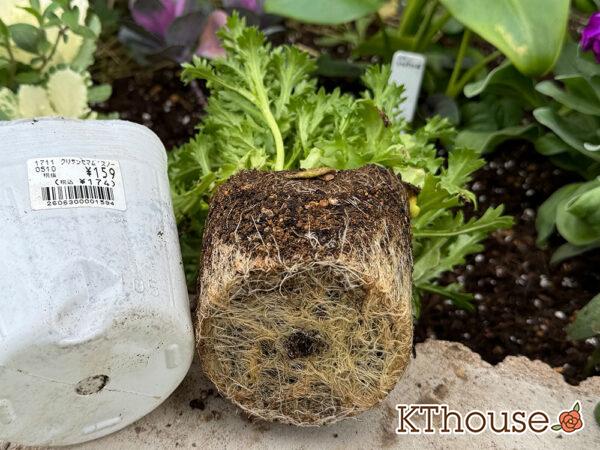 クリサンセマム(ノースポール/Chrysanthemum)2024/11/16