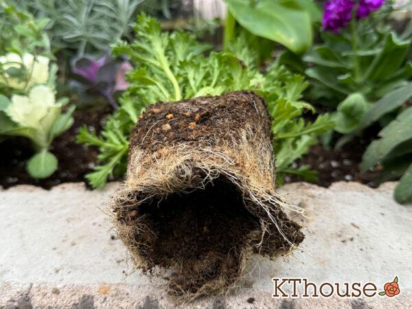 クリサンセマム(ノースポール/Chrysanthemum)2024/11/16