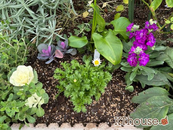 クリサンセマム(ノースポール/Chrysanthemum)2024/11/16