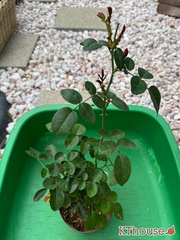 木立バラ スカーレットボニカ 2025/11/14