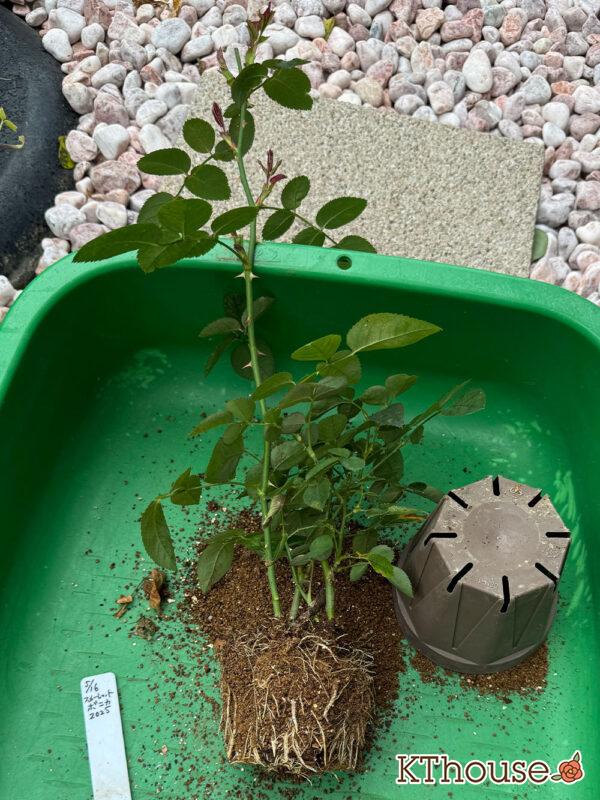 木立バラ スカーレットボニカ 2025/11/14