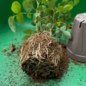 木立バラ スカーレットボニカ 2025/11/14