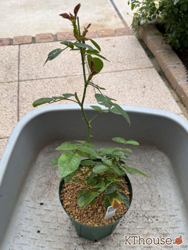 木立バラ スカーレットボニカ 2025/11/14