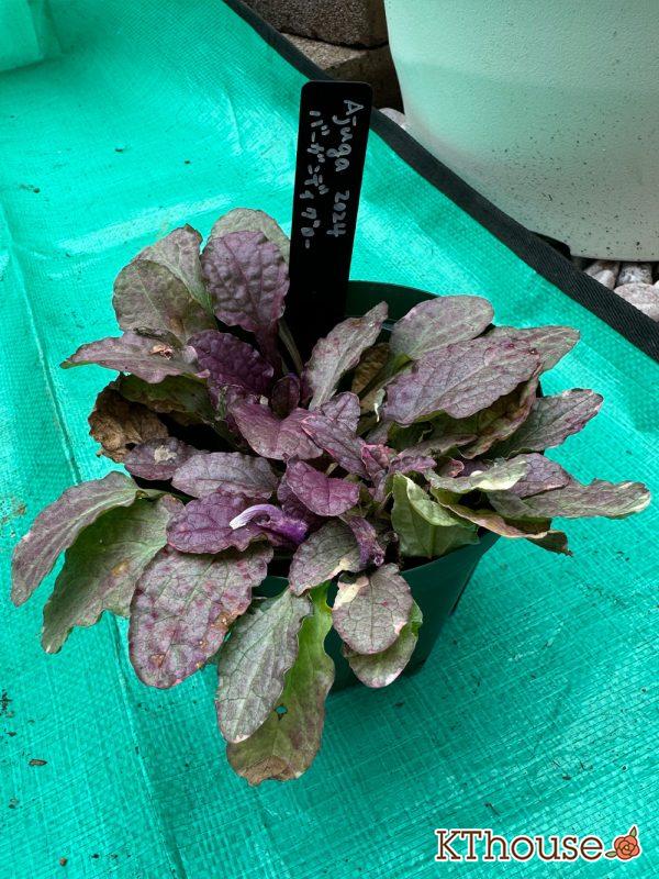 株分けしたアジュガ バーガンディグロー 2024/11/16