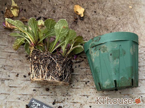 株分けしたアジュガ バーガンディグロー 2024/11/16