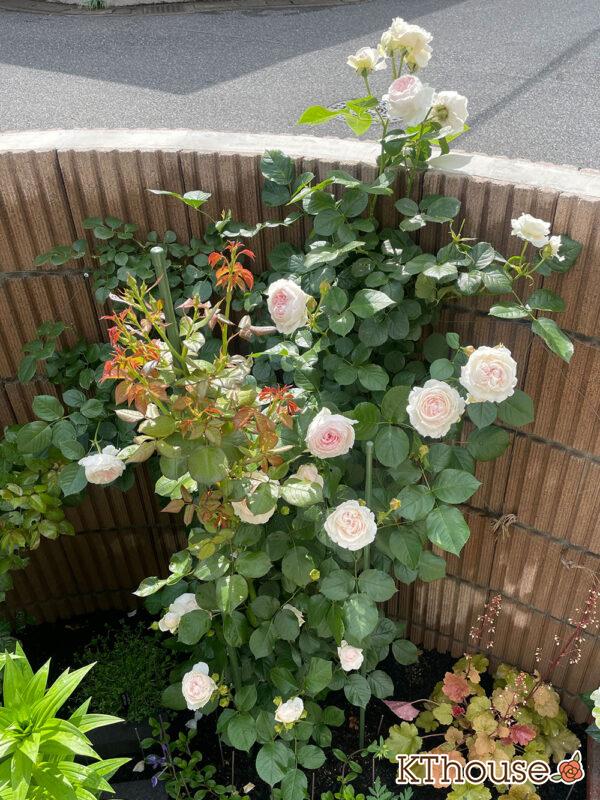 シュラブローズ・バラ「クリスティアーナ(christiana)」2024/5/20