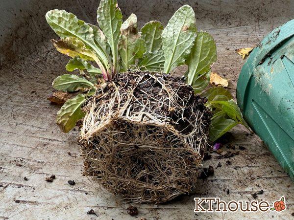 株分けしたアジュガ バーガンディグロー 2024/11/16