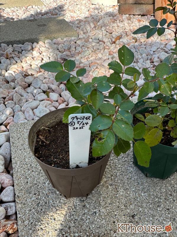 ミニバラ グリーンアイス② 2025/11/14