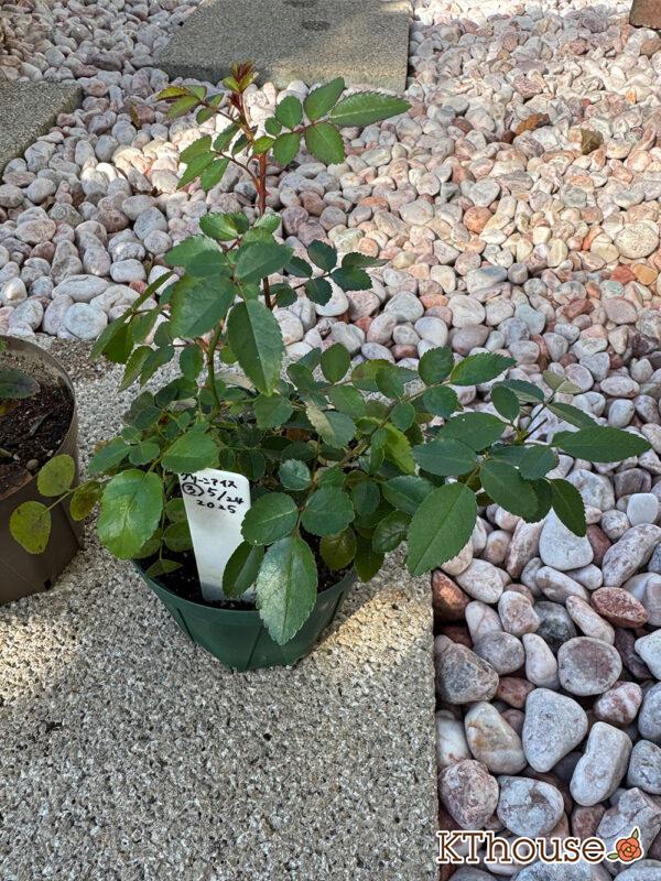 ミニバラ グリーンアイス③ 2025/11/14