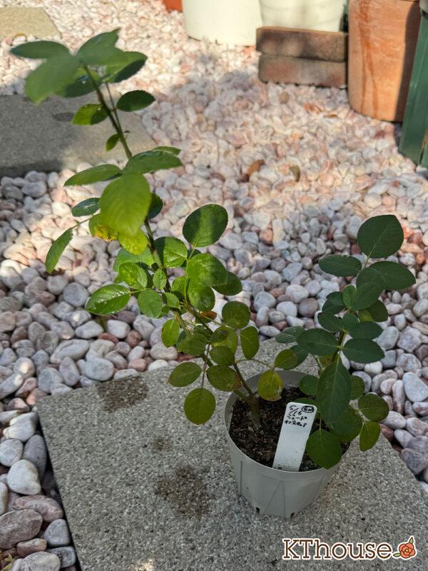 イングリッシュローズ ジュード・ジ・オブスキュア 2025/11/14