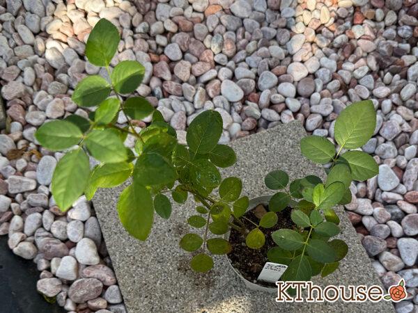 イングリッシュローズ ジュード・ジ・オブスキュア 2025/11/14