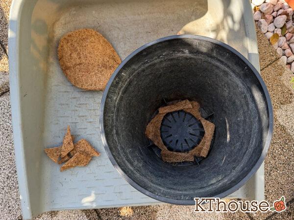 ミニバラ グリーンアイス 鉢&ココナッツマット 2025/11/14