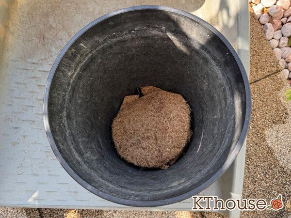 ミニバラ グリーンアイス 鉢&ココナッツマット 2025/11/14