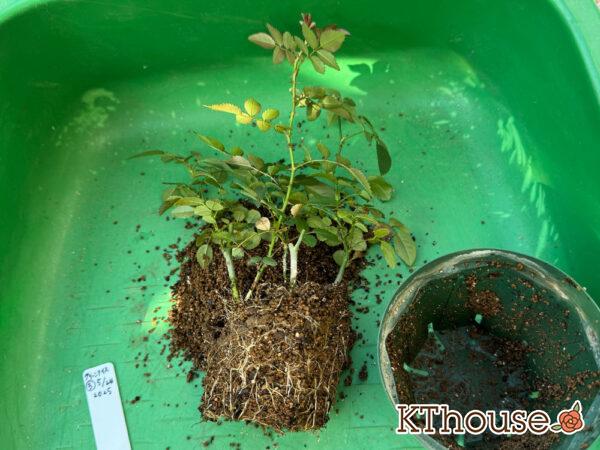 ミニバラ グリーンアイス③ 2025/11/14