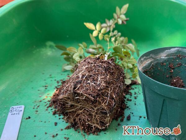 ミニバラ グリーンアイス③ 2025/11/14