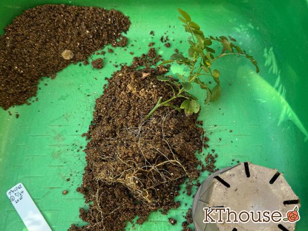 ミニバラ グリーンアイス② 2025/11/14