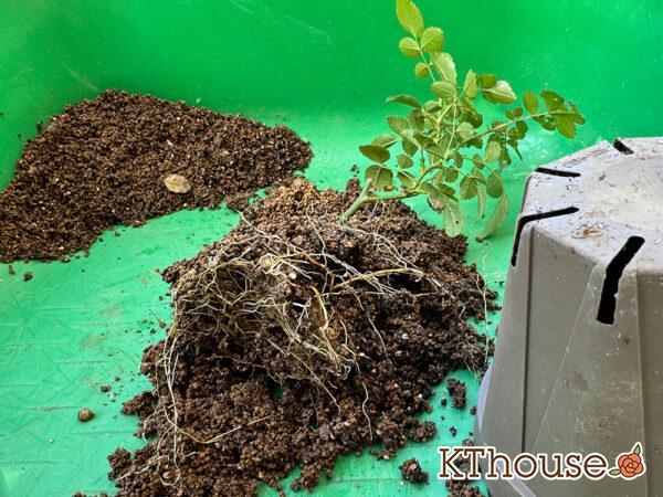 ミニバラ グリーンアイス② 2025/11/14