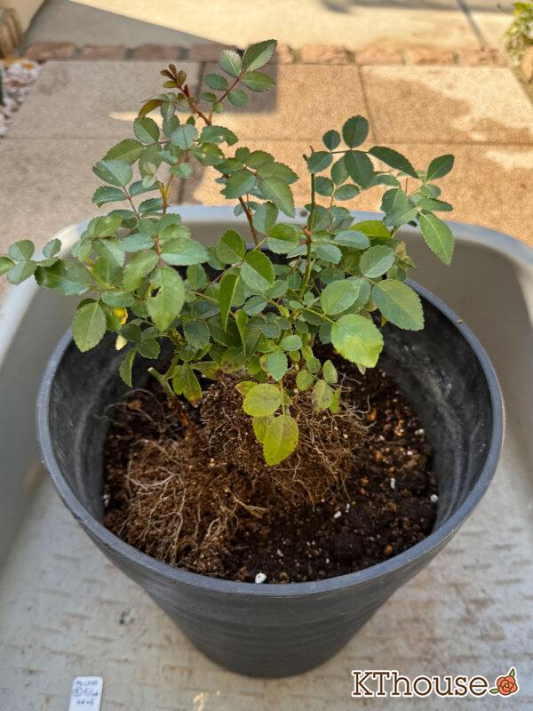 ミニバラ グリーンアイス 2025/11/14