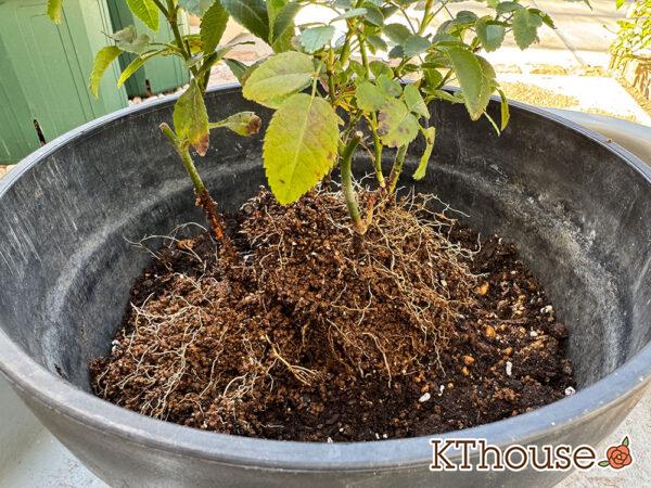 ミニバラ グリーンアイス 2025/11/14