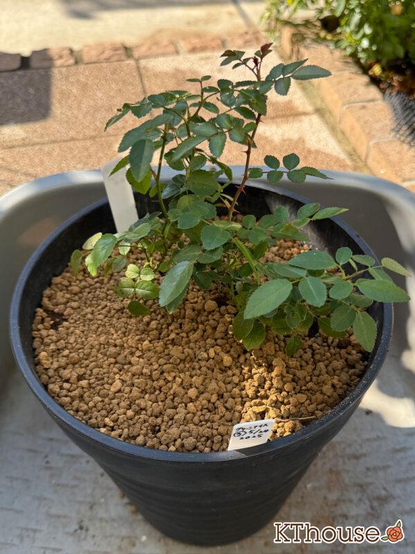 ミニバラ グリーンアイス 2025/11/14