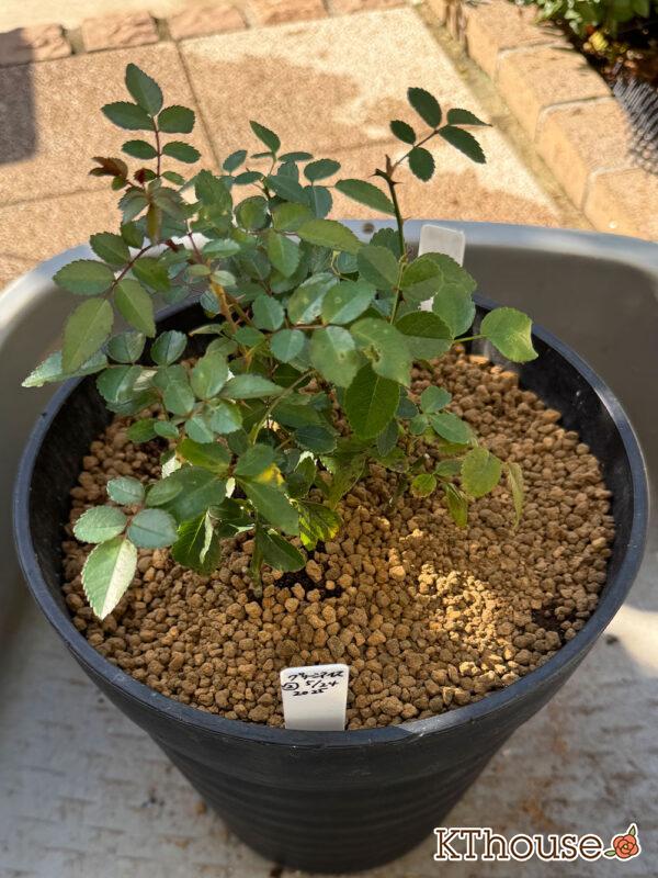 ミニバラ グリーンアイス 2025/11/14