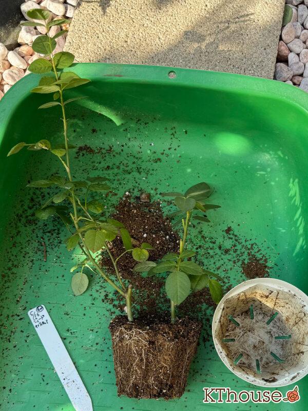 イングリッシュローズ ジュード・ジ・オブスキュア 2025/11/14