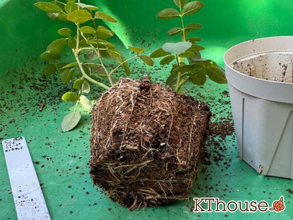 イングリッシュローズ ジュード・ジ・オブスキュア 2025/11/14