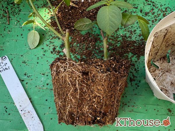 イングリッシュローズ ジュード・ジ・オブスキュア 2025/11/14