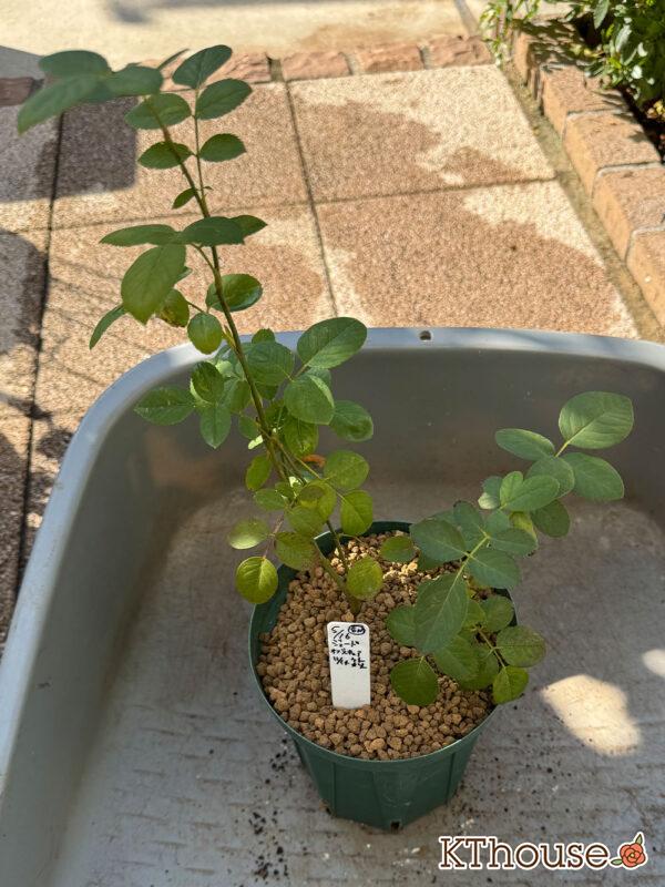 イングリッシュローズ ジュード・ジ・オブスキュア 2025/11/14