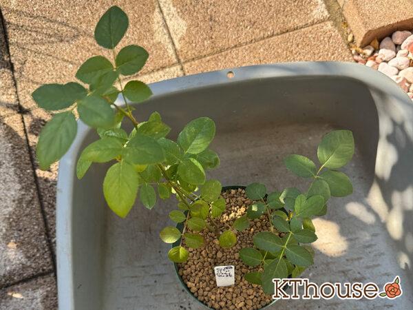 イングリッシュローズ ジュード・ジ・オブスキュア 2025/11/14