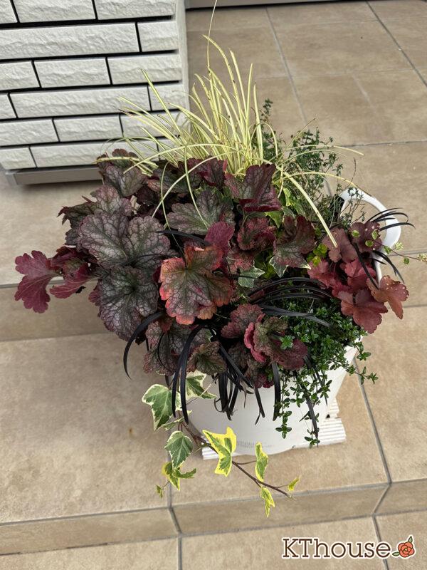 寄せ植え PWヒューケラ チェリーコンポート・ブラックベリータルト、レモンタイム、タイム ロンギカウリス、ベアーグラス、jardin ゴールデン ヘデラ、リシマキア オーレア、黒竜(コクリュウ) 2025/11/16