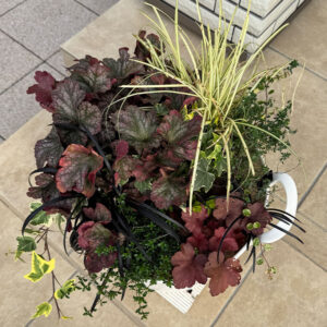 寄せ植え PWヒューケラ チェリーコンポート・ブラックベリータルト、レモンタイム、タイム ロンギカウリス、ベアーグラス、jardin ゴールデン ヘデラ、リシマキア オーレア、黒竜(コクリュウ) 2025/11/16